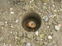 28 X 26 X 7,5 Cm Kurzstieliger Blumenzwiebel Pflanzer | Gartenzubehör Von Garland -Pegasu Samen Geschaft 558875 28 x 26 x 7 5 cm Kurzstieliger Blumenzwiebel Pflanzer W0474 gl 4