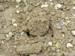 28 X 26 X 7,5 Cm Kurzstieliger Blumenzwiebel Pflanzer | Gartenzubehör Von Garland -Pegasu Samen Geschaft 558875 28 x 26 x 7 5 cm Kurzstieliger Blumenzwiebel Pflanzer W0474 gl 8