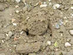 88 X 30,5 X 7,5 Cm Langstieliger Blumenzwiebel Pflanzer | Gartenzubehör Von Garland -Pegasu Samen Geschaft 558876 88 x 30 5 x 7 5 cm Langstieliger Blumenzwiebel Pflanzer W0475 gl 9