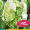 Tulpe Super Parrot (7 Stück) | Tulpenzwiebeln Von Jub Holland -Pegasu Samen Geschaft 559699 Tulpe Super Parrot 10 Stueck 303680 jb 0