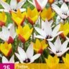 Tulpe Belles Tulipes (25 Stück) | Tulpenzwiebeln Von Jub Holland -Pegasu Samen Geschaft 559938 Tulpe Belles Tulipes 25 Stueck 322250 jb 0