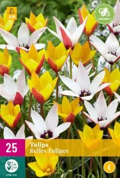 Tulpe Belles Tulipes (25 Stück) | Tulpenzwiebeln Von Jub Holland
