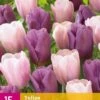 Tulpe Macaron Mix (15 Stück) | Tulpenzwiebeln Von Jub Holland -Pegasu Samen Geschaft 559958 Tulpe Macaron Mix 15 Stueck 322490 jb 0