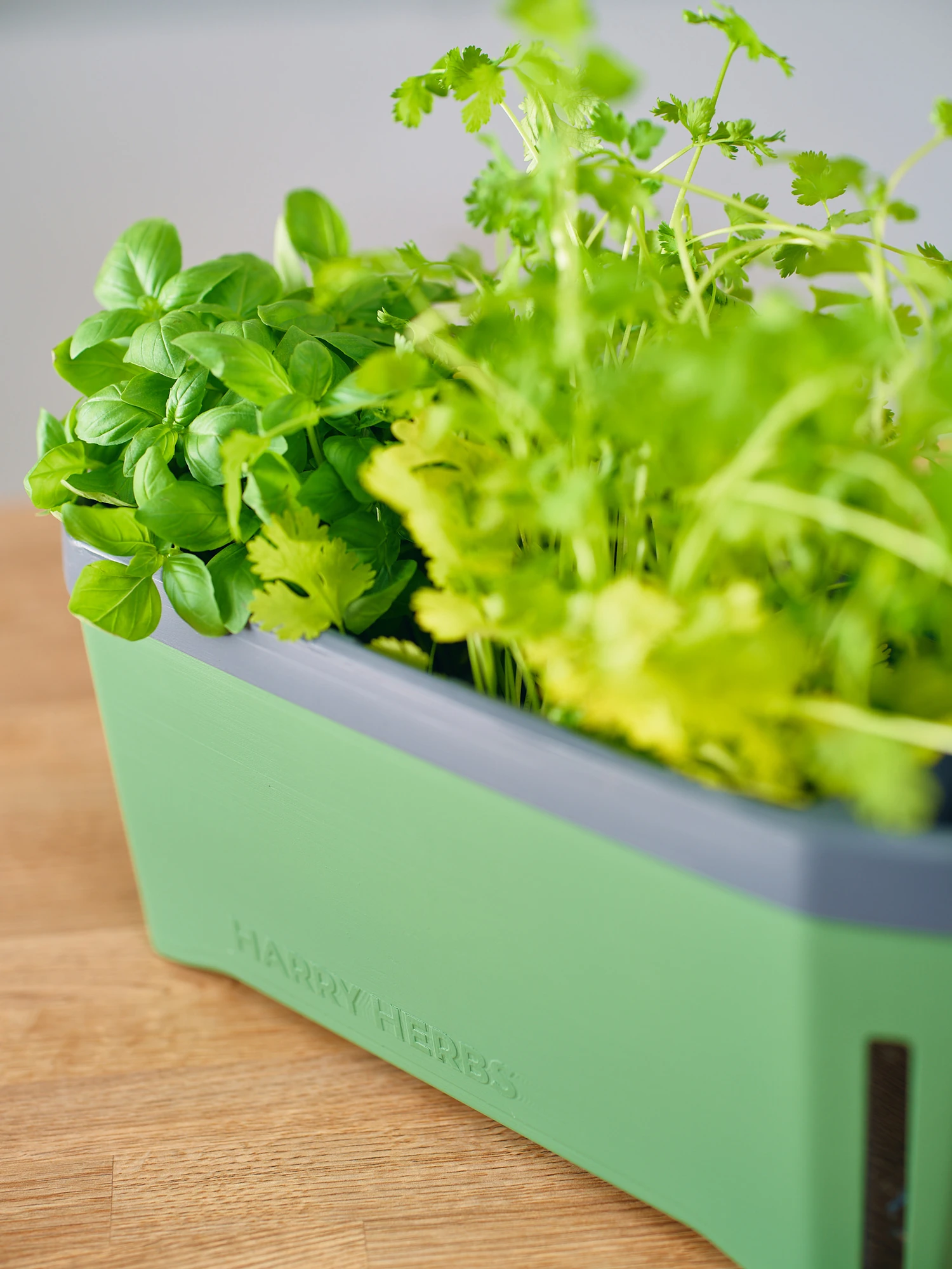 HARRY HERBS Kräutertopf Dunkelgrün | Kräutertöpfe Von Gusta Garden 8 HARRY HERBS Kräutertopf Dunkelgrün | Kräutertöpfe Von Gusta Garden – Bild 6