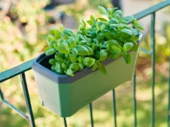 HARRY HERBS Kräutertopf Dunkelgrün | Kräutertöpfe Von Gusta Garden 15 HARRY HERBS Kräutertopf Dunkelgrün | Kräutertöpfe Von Gusta Garden -Pegasu Samen Geschaft 560338 HARRY HERBS dunkelgruen 103B10 gg 7