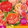 Tulpe Gudoshnik Double (15 Stück) | Tulpenzwiebeln Von Jub Holland -Pegasu Samen Geschaft 561677 Tulpe Gudoshnik Double 15 Stueck 324510 jb 0
