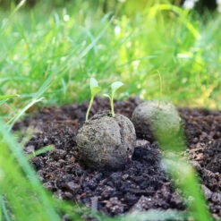 Samenbomben Die Mohnlandschaft (6 Stück) | Mohnsamen Von FLORTUS -Pegasu Samen Geschaft 562163 Samenbomben Die Mohnlandschaft 6 Stueck 2000 1054 6