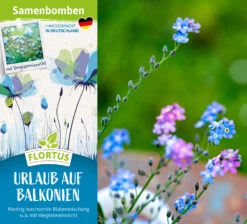 Samenbomben Urlaub Auf Balkonien (6 Stück) | Blumensamenmischung Von FLORTUS -Pegasu Samen Geschaft 562167 Samenbomben Urlaub auf Balkonien 6 Stueck 2000 1058 2