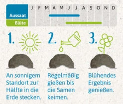 Samenbomben Urlaub Auf Balkonien (6 Stück) | Blumensamenmischung Von FLORTUS -Pegasu Samen Geschaft 562167 Samenbomben Urlaub auf Balkonien 6 Stueck 2000 1058 4