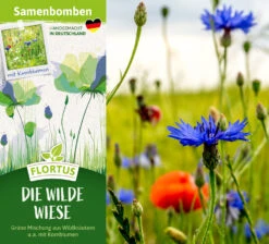 Samenbomben Die Wilde Wiese (6 Stück) | Wildblumenwiese Von FLORTUS -Pegasu Samen Geschaft 562168 Samenbomben Die wilde Wiese 6 Stueck 2000 1059 2