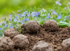 Samenbomben Set (8 Päckchen) | Blumensamenmischung Von FLORTUS -Pegasu Samen Geschaft 562498 Samenbomben Set 8 Paeckchen 2000 2367 6 1