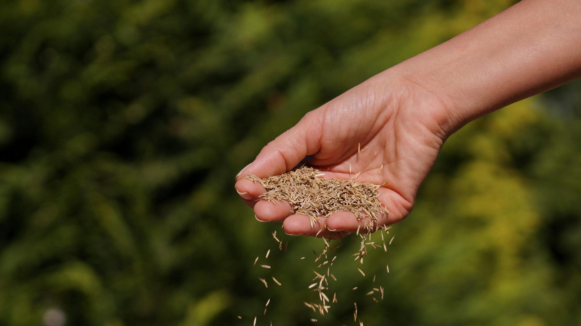 Pegasu Samen Geschaft 11 Pegasu Samen Geschaft -Pegasu Samen Geschaft aussaeen rasensamen