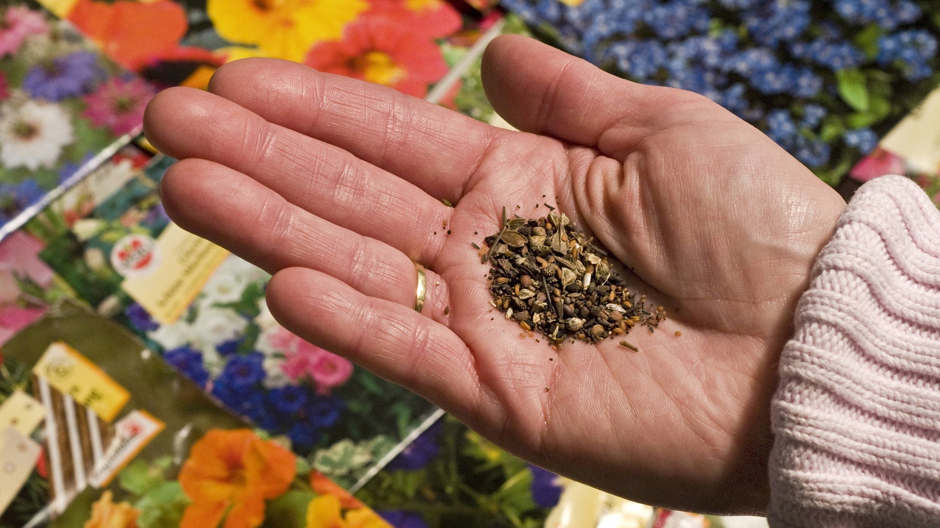 Pegasu Samen Geschaft 2 Pegasu Samen Geschaft -Pegasu Samen Geschaft blumensamen2 v fullhd