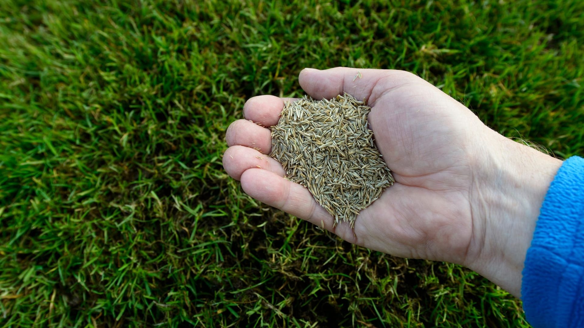 Pegasu Samen Geschaft 1 Pegasu Samen Geschaft -Pegasu Samen Geschaft fuer zier gebrauchs und schatten